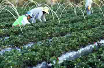  Finep anuncia parceria de R$ 74,9 milhões para a agricultura familiar 